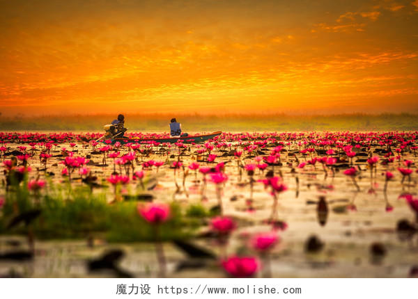 日出时的海边的红色花朵绽开泰国旅游
